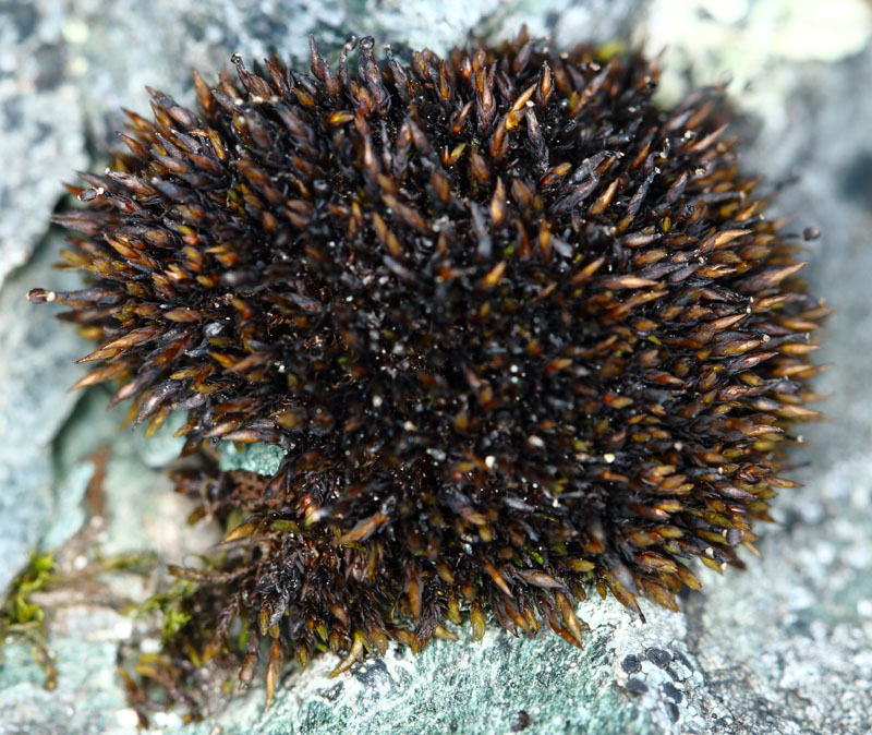 Andreaea rupestris